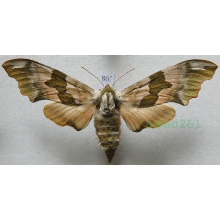 Mimas tiliae (Linnaeus, 1758) Nastrosz lipowiec Poland86f